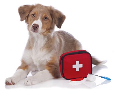 Pet First Aid Course